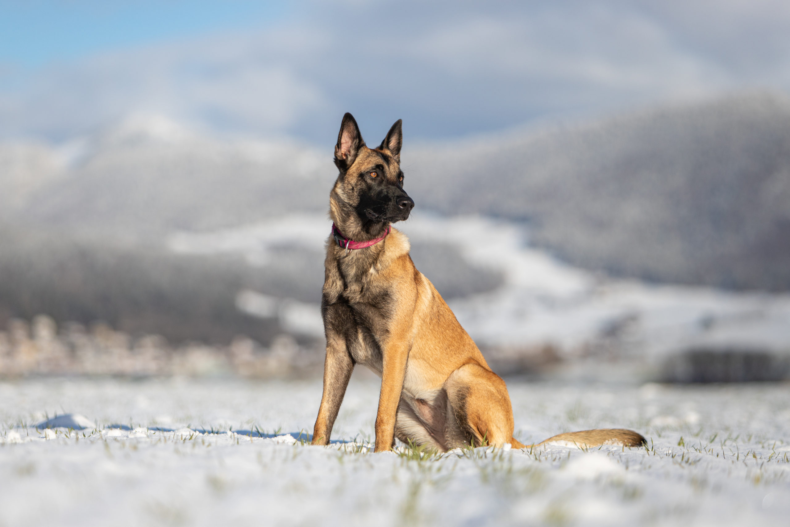 Lou_2019_HD-8