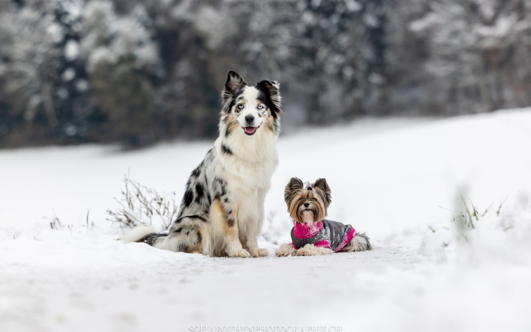 Shooting dans la neige avec deux chiennes agilistes