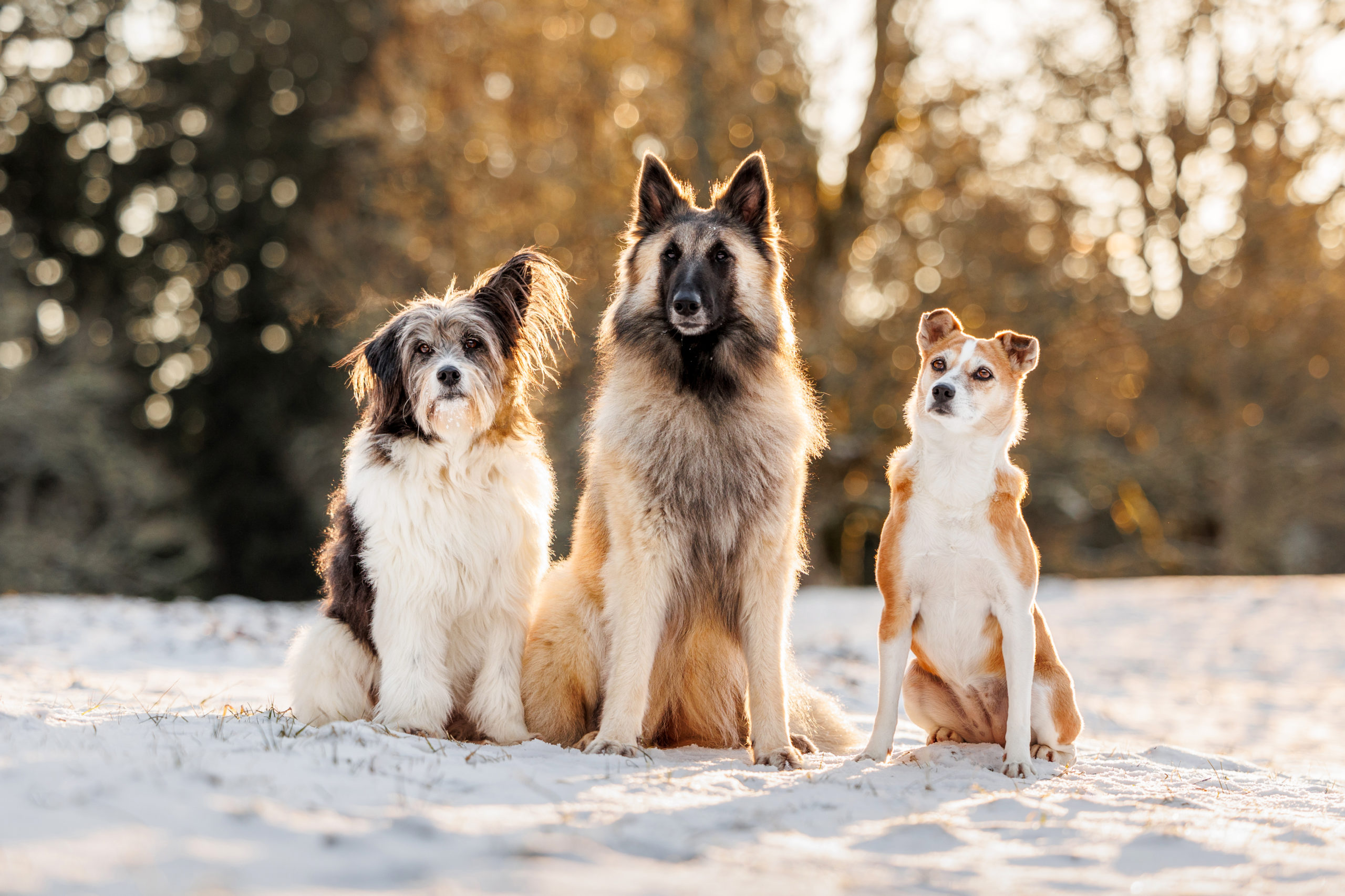 seance photo chien suisse