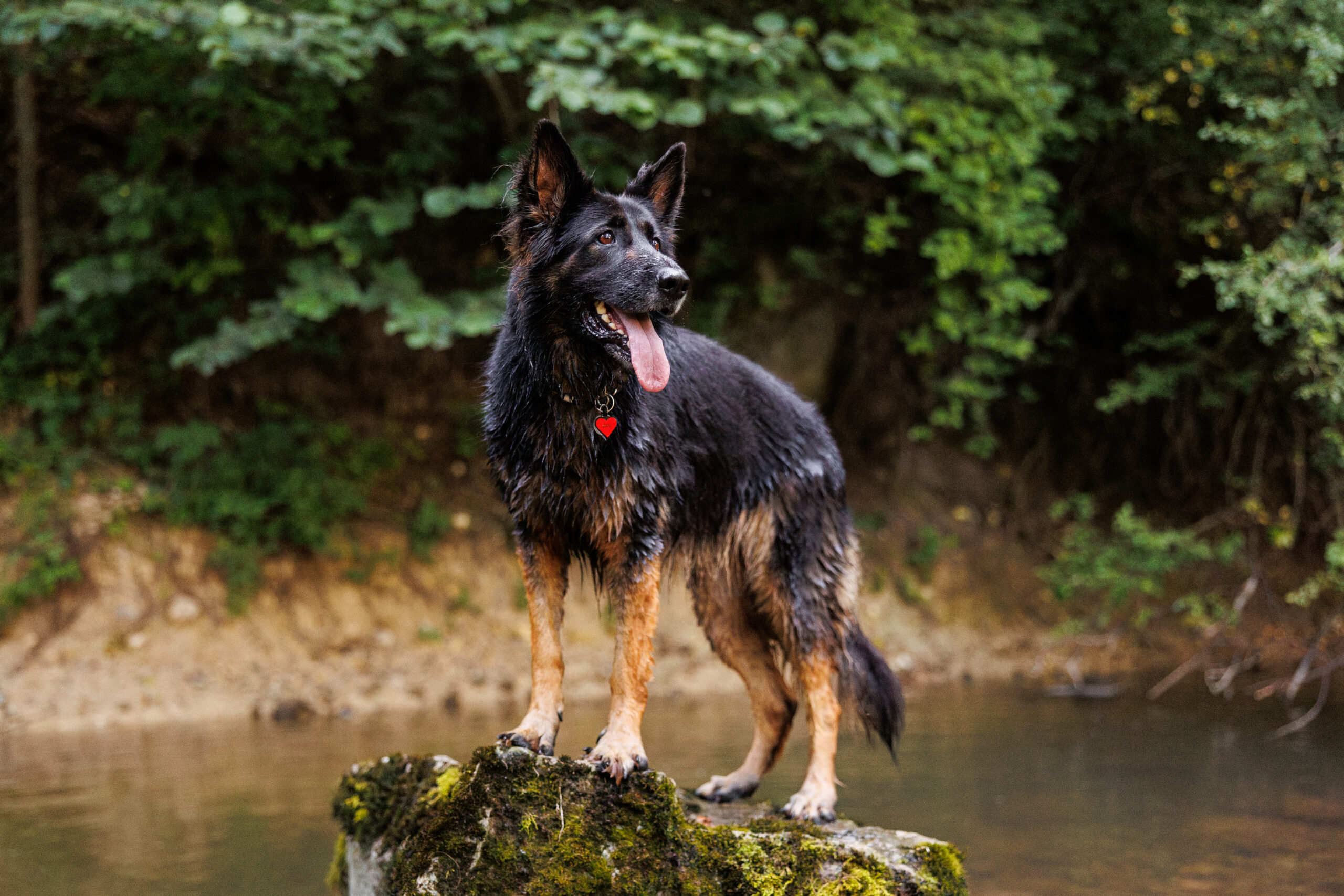 seance photo chien suisse