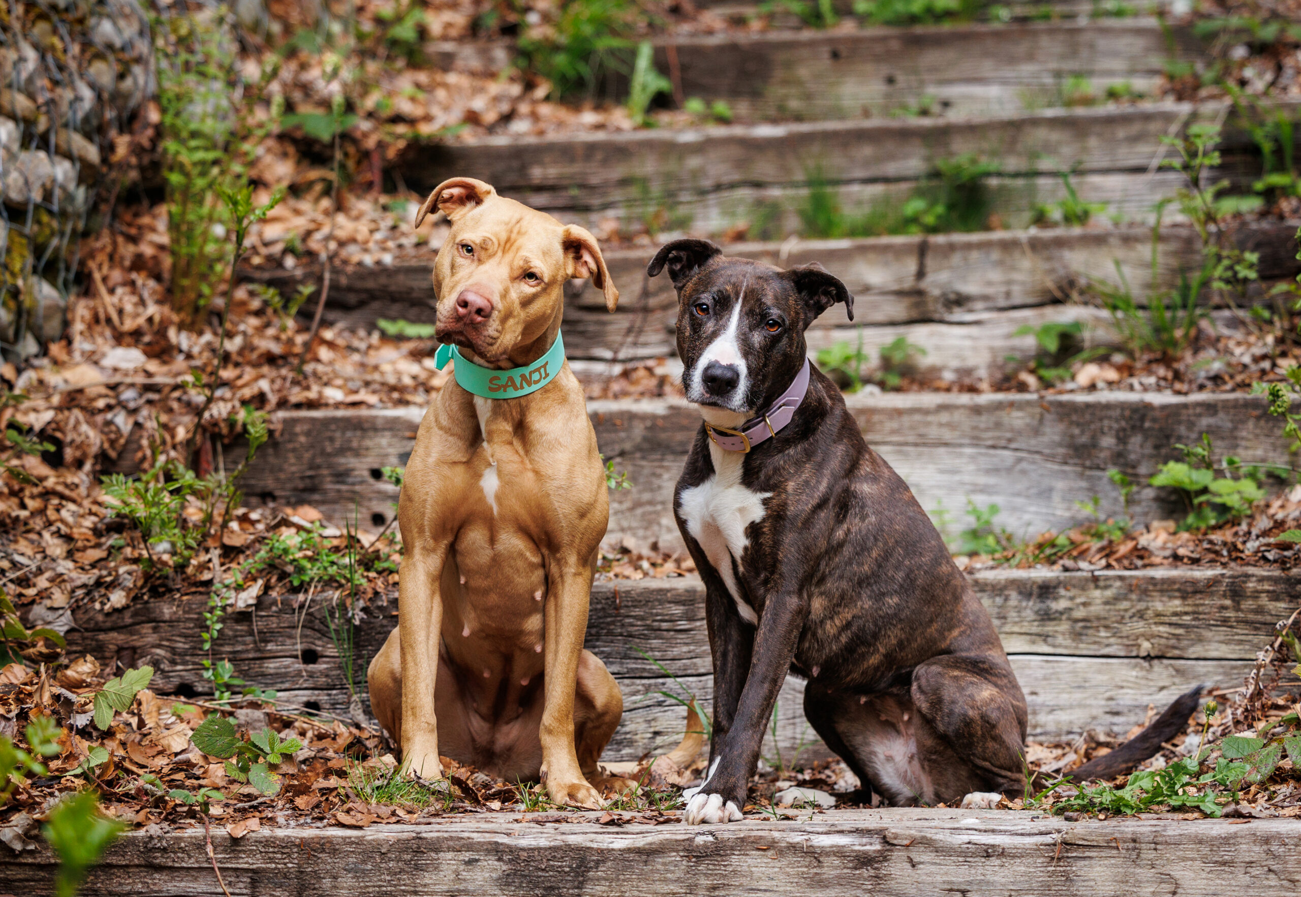 HD-Sanji-Jaia-2024-SofiaRothenPhoto-6 seance photo chien suisse