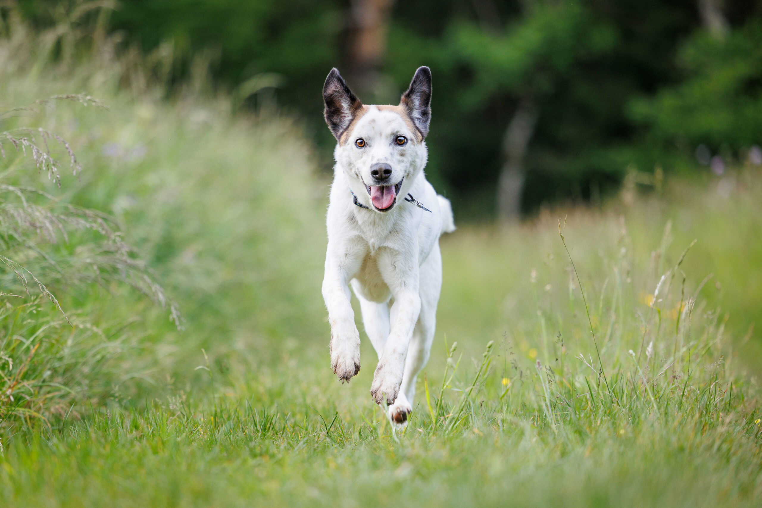 seance photo chien suisse