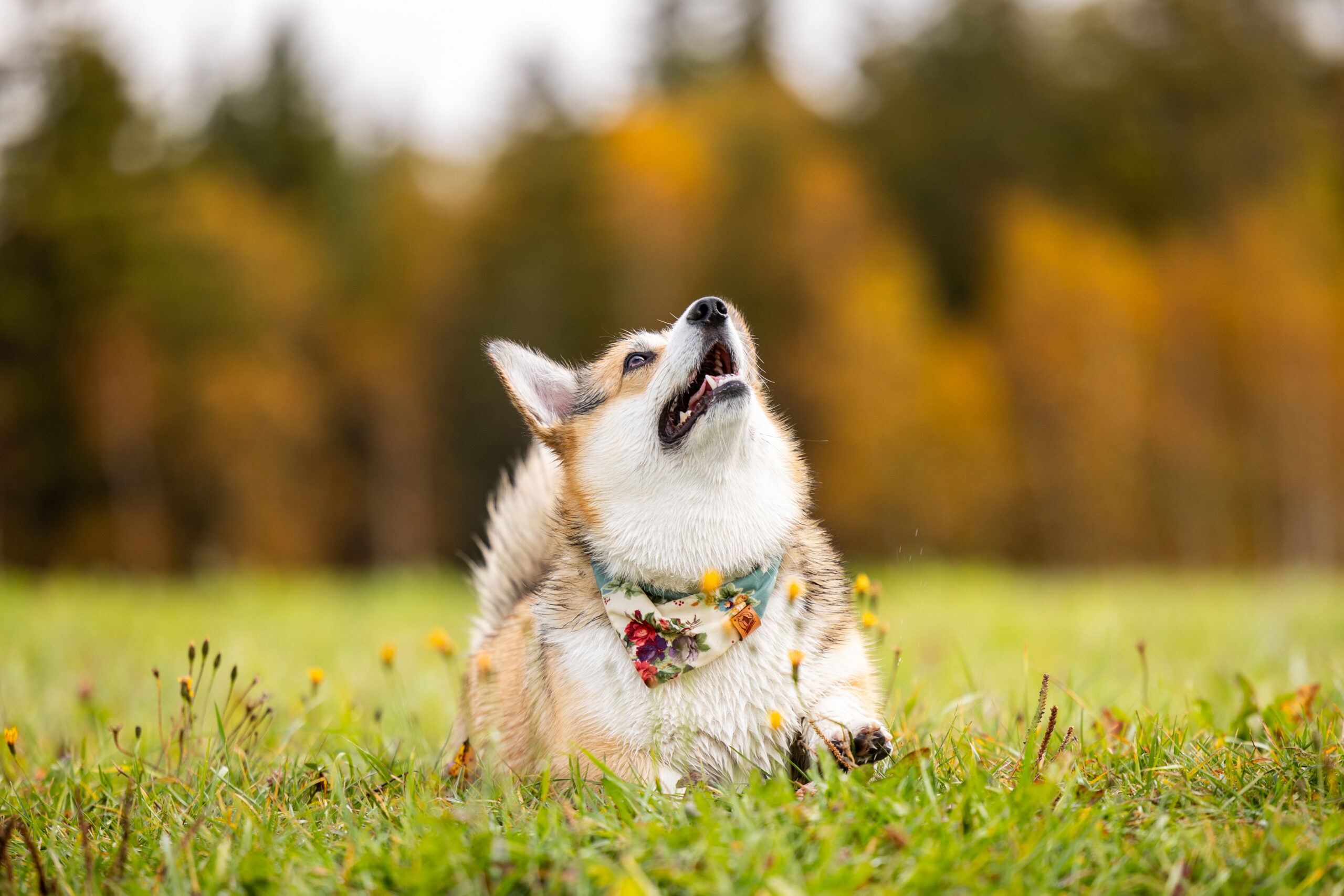 seance photo chien suisse
