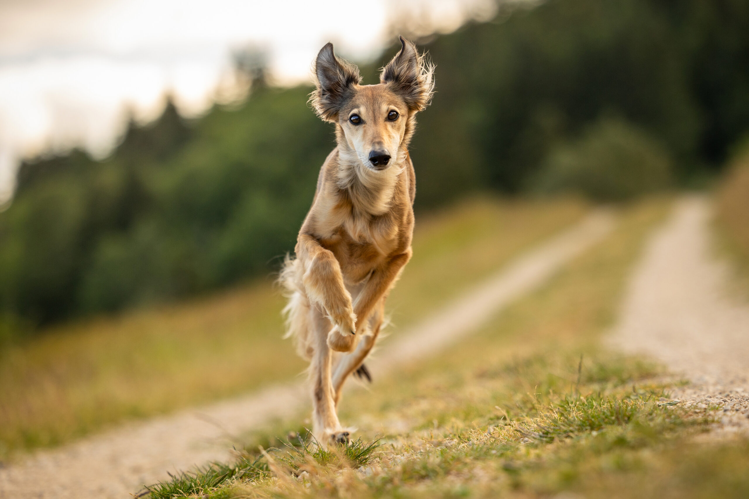 photographe animaliere neuchatel vue sur le lac humains et berger allemand