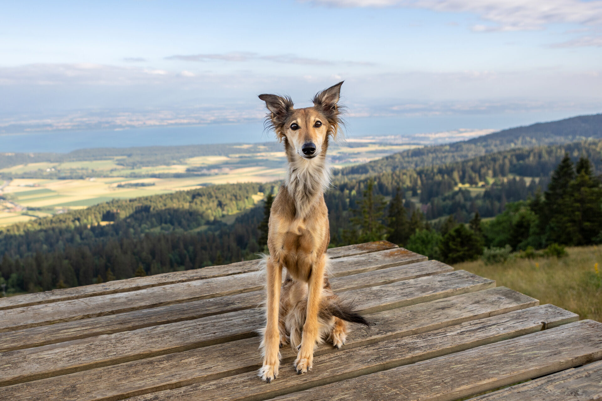 photographe animaliere neuchatel vue sur le lac humains et berger allemand