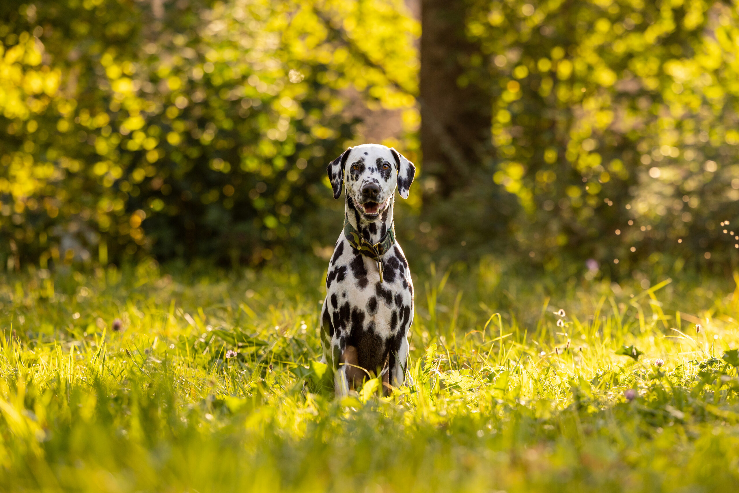Riley-2023-HD-5
