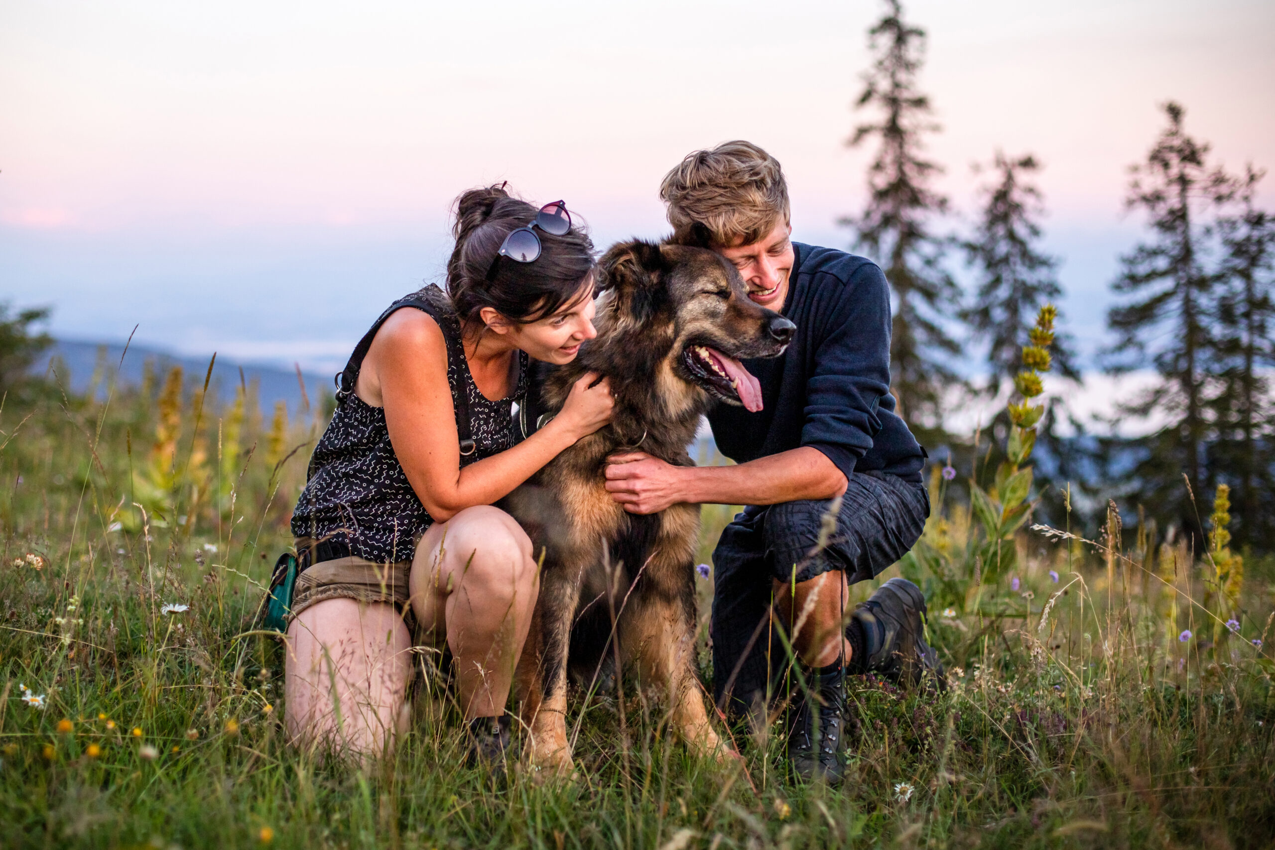seance photo chien suisse