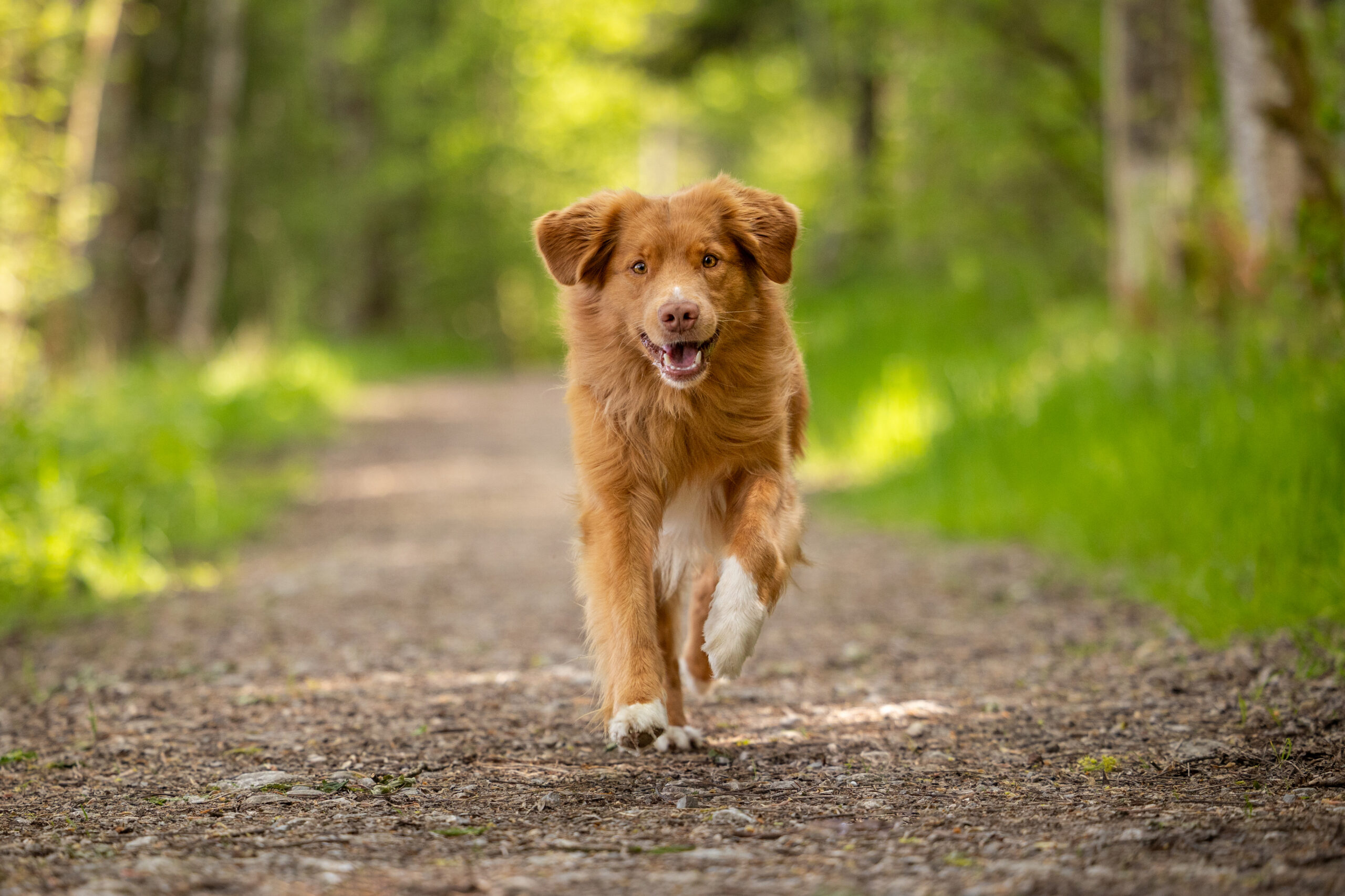 photo chien et humain regard complice
