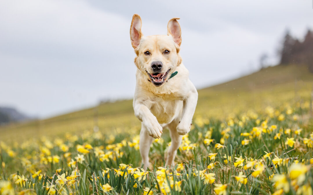 Les meilleures balades avec votre chien dans les Jonquilles – Suisse
