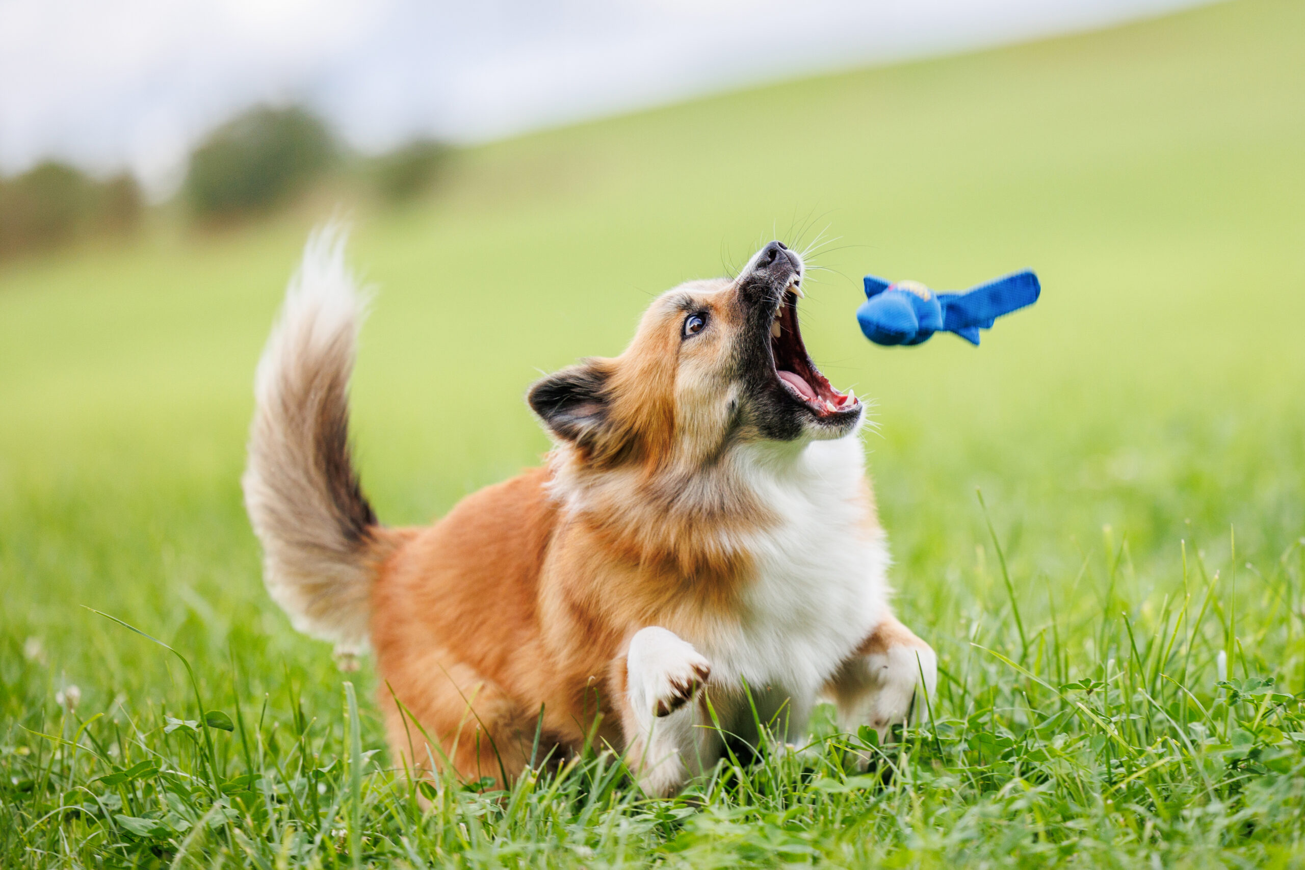 chien berger islandais qui attrape son jouet en vol