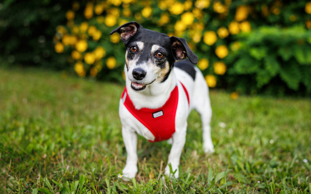 Comment préparer votre chien pour une séance photo