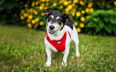 Comment préparer votre chien pour une séance photo