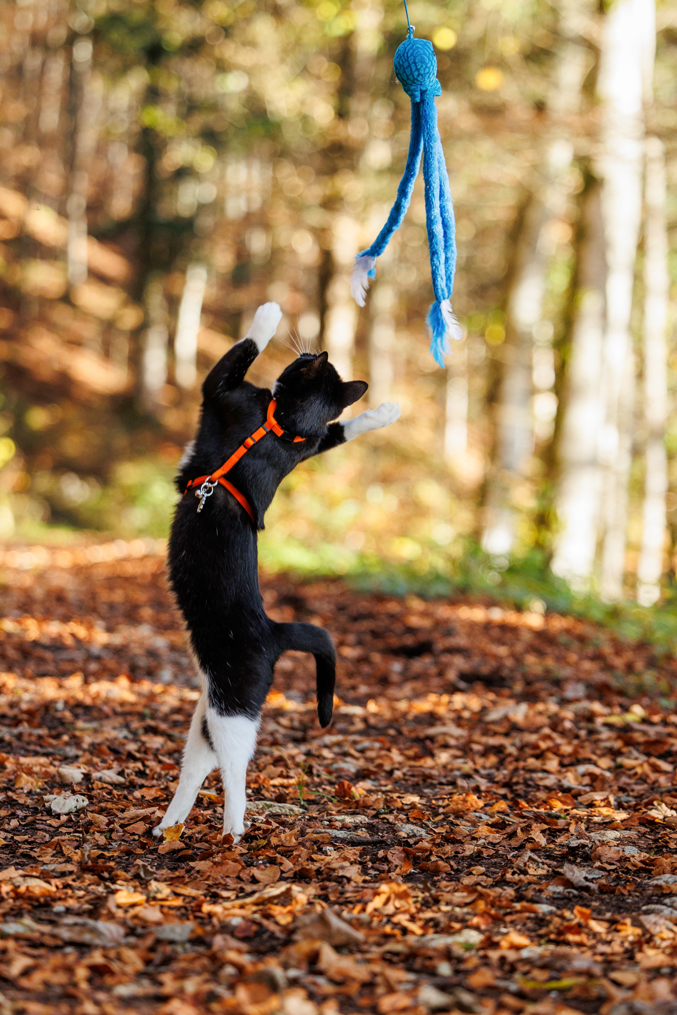 chat noir et blanc qui joue avec un jouet bleu dans la forêt pendant sa séance photo. 