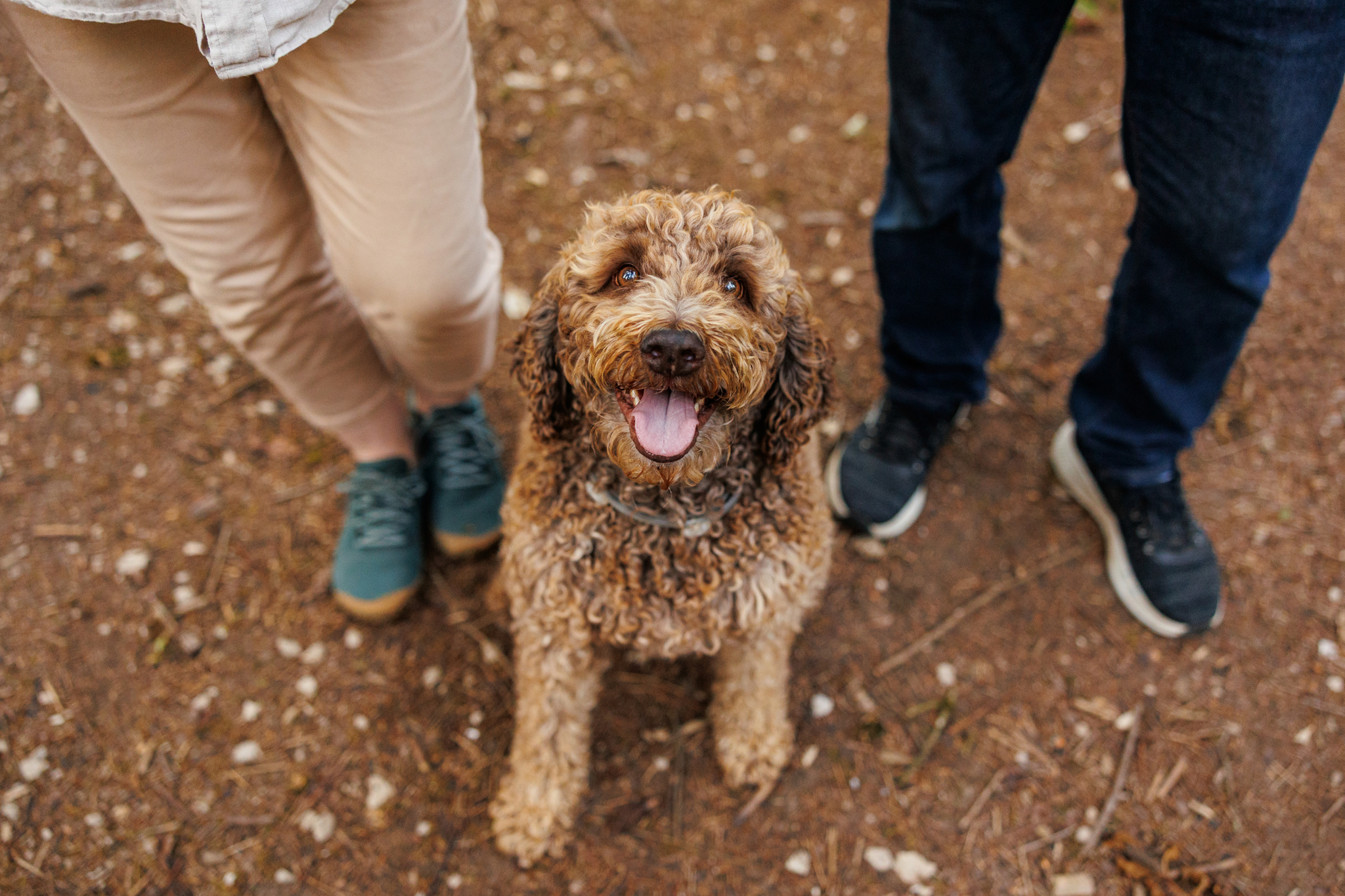 Chien brun assis dans les herbes printanières lors de son shooting photo. 