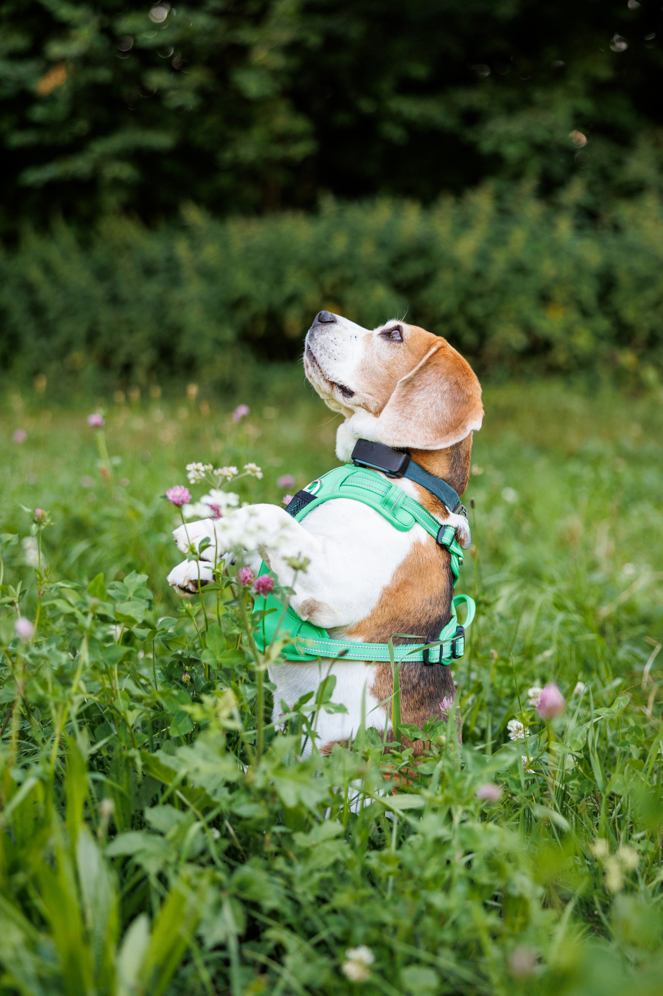 Beagle qui fait le beau dans un champs de trèfle suisse.