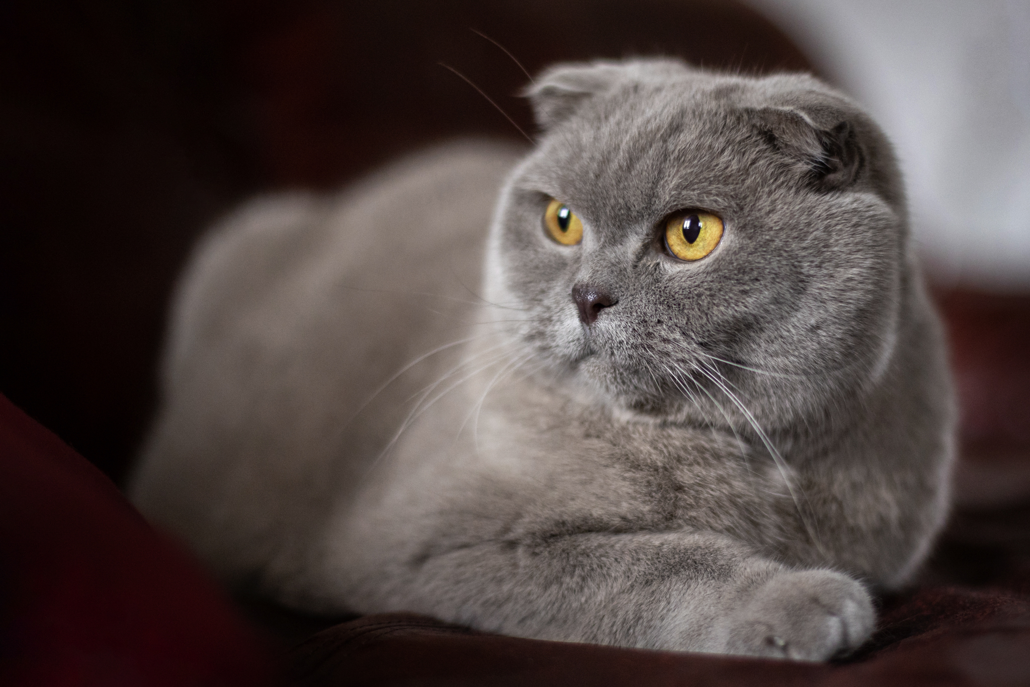 chat gris couché sur un canapé.