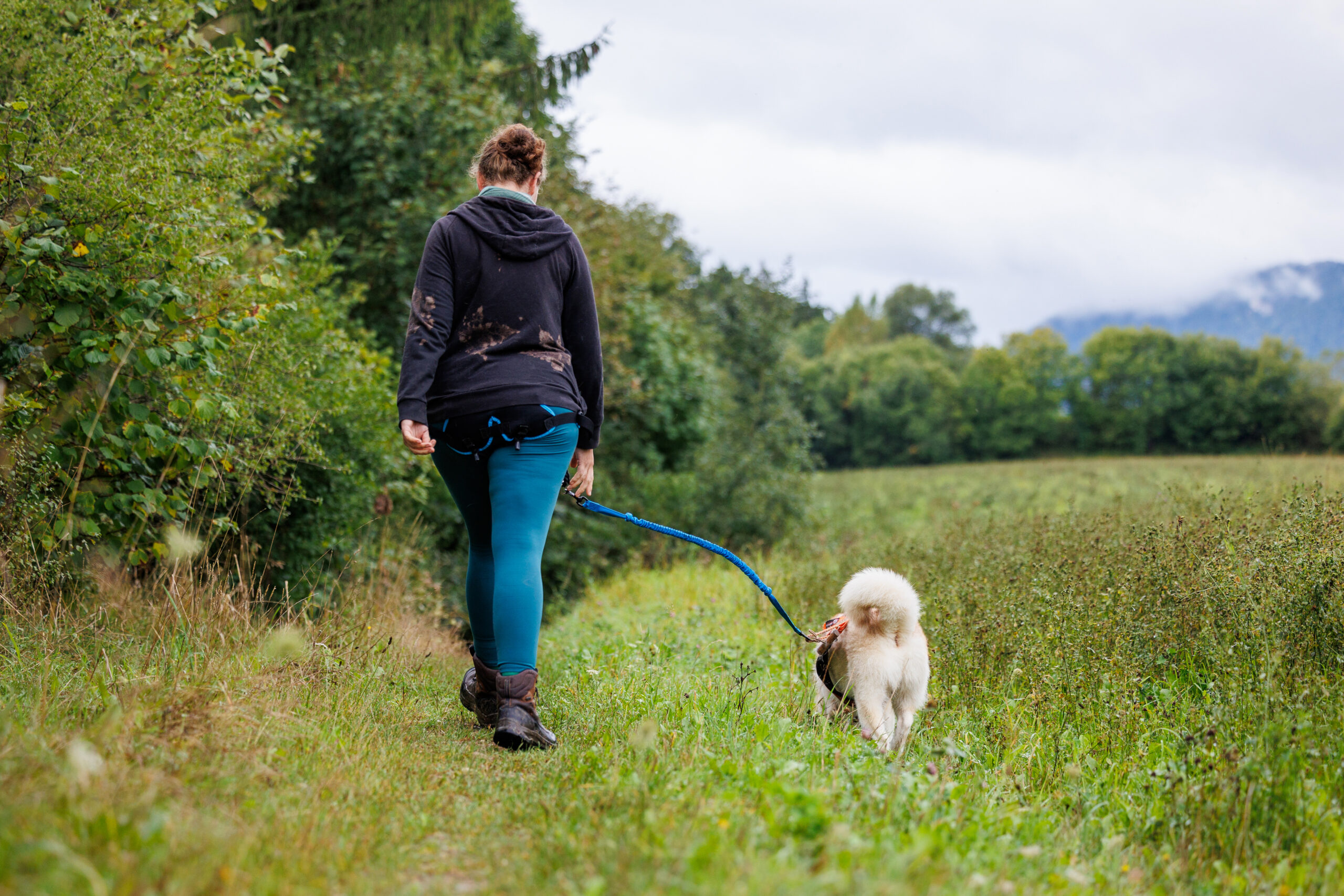 Jeune femme qui pratique la cani-marche avec son Husky à travers champs et montagnes Suisses en arrière plan.