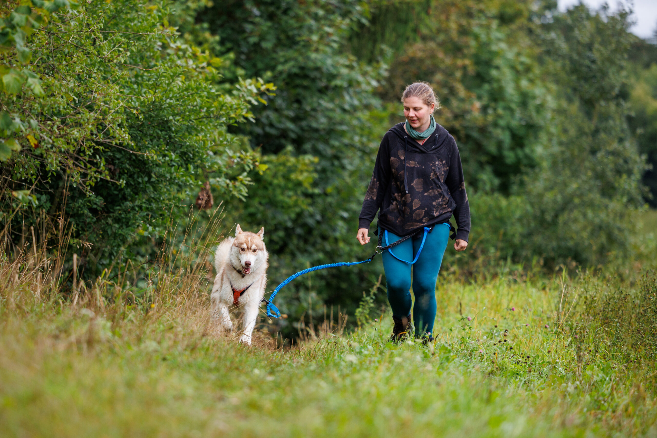Husky et son humaine qui font de la cani-marche en été en lisière de forêt. 