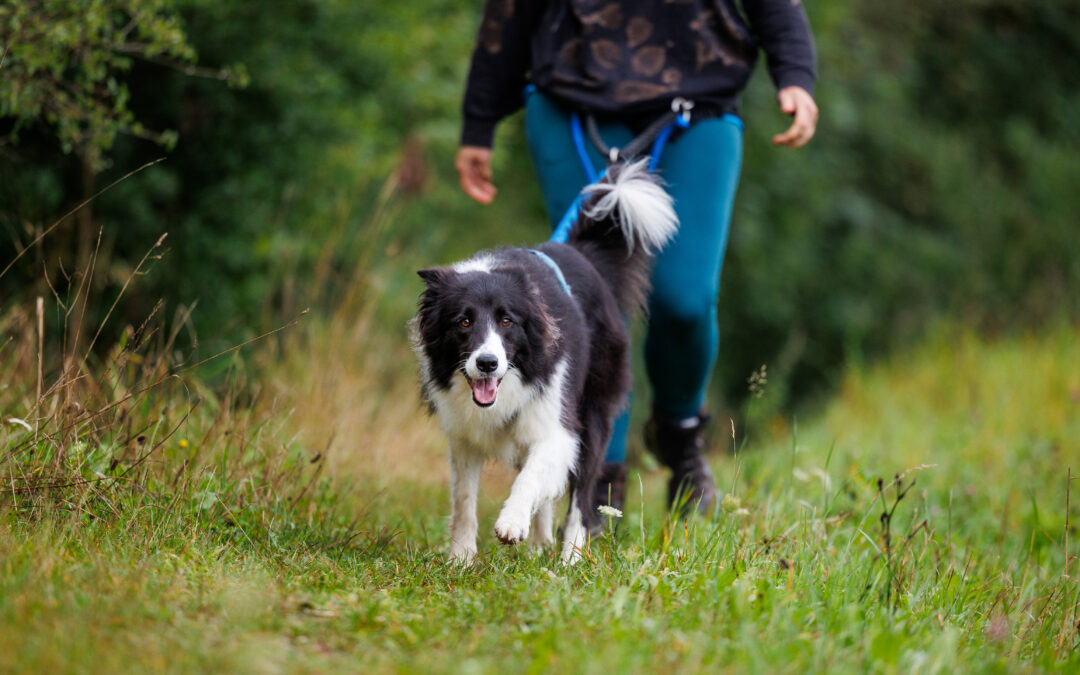 S’initier à la cani-rando: une activité complice à découvrir avec son chien