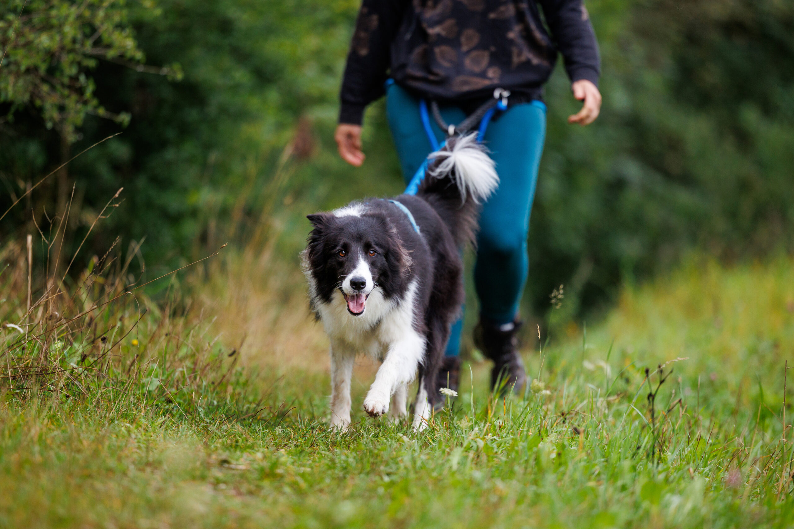 chien Border Collie qui fait de la cani-rando dans la nature neuchâteloise.