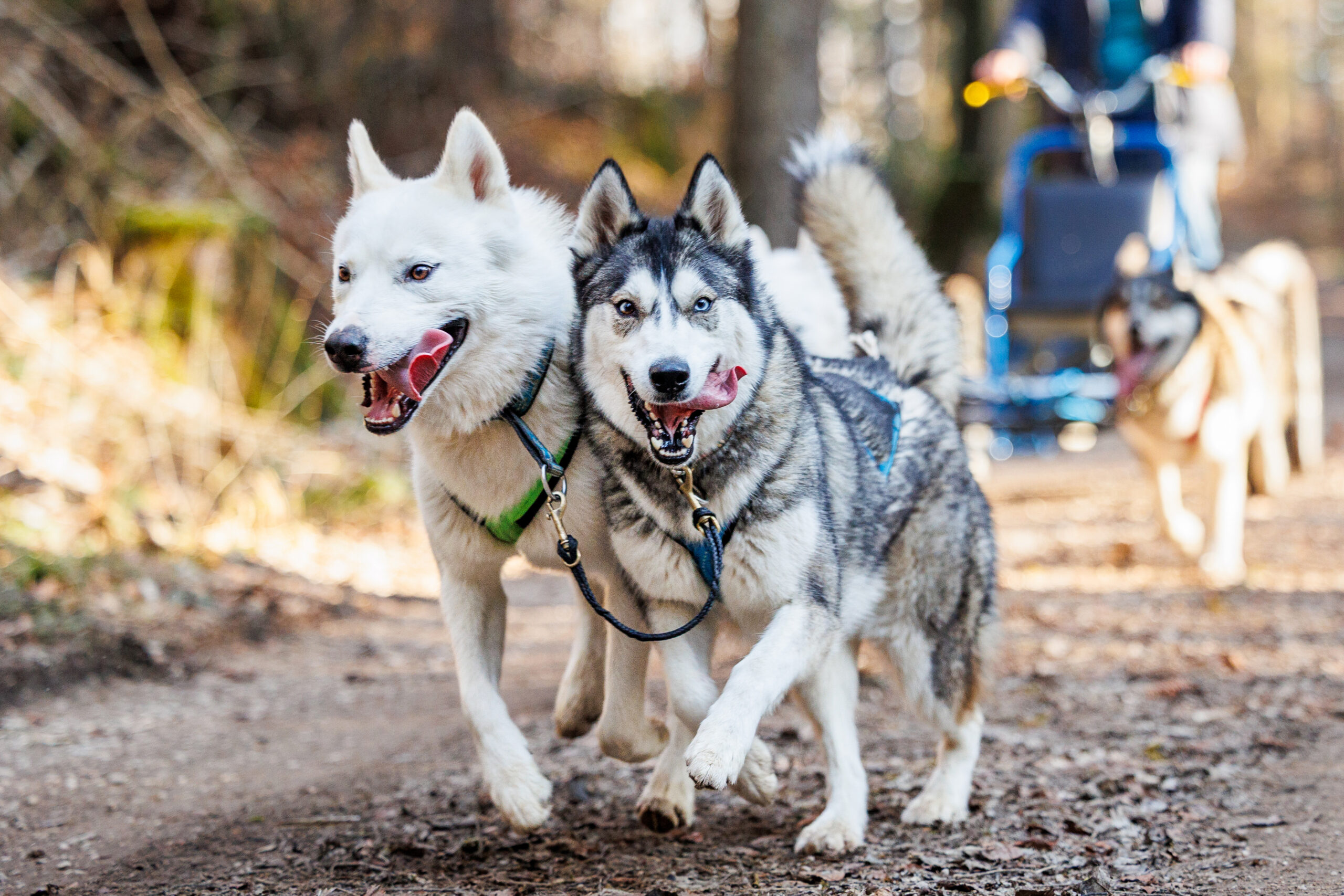 Jeune femme qui pratique la cani-marche avec son Husky à travers champs et montagnes Suisses en arrière plan.