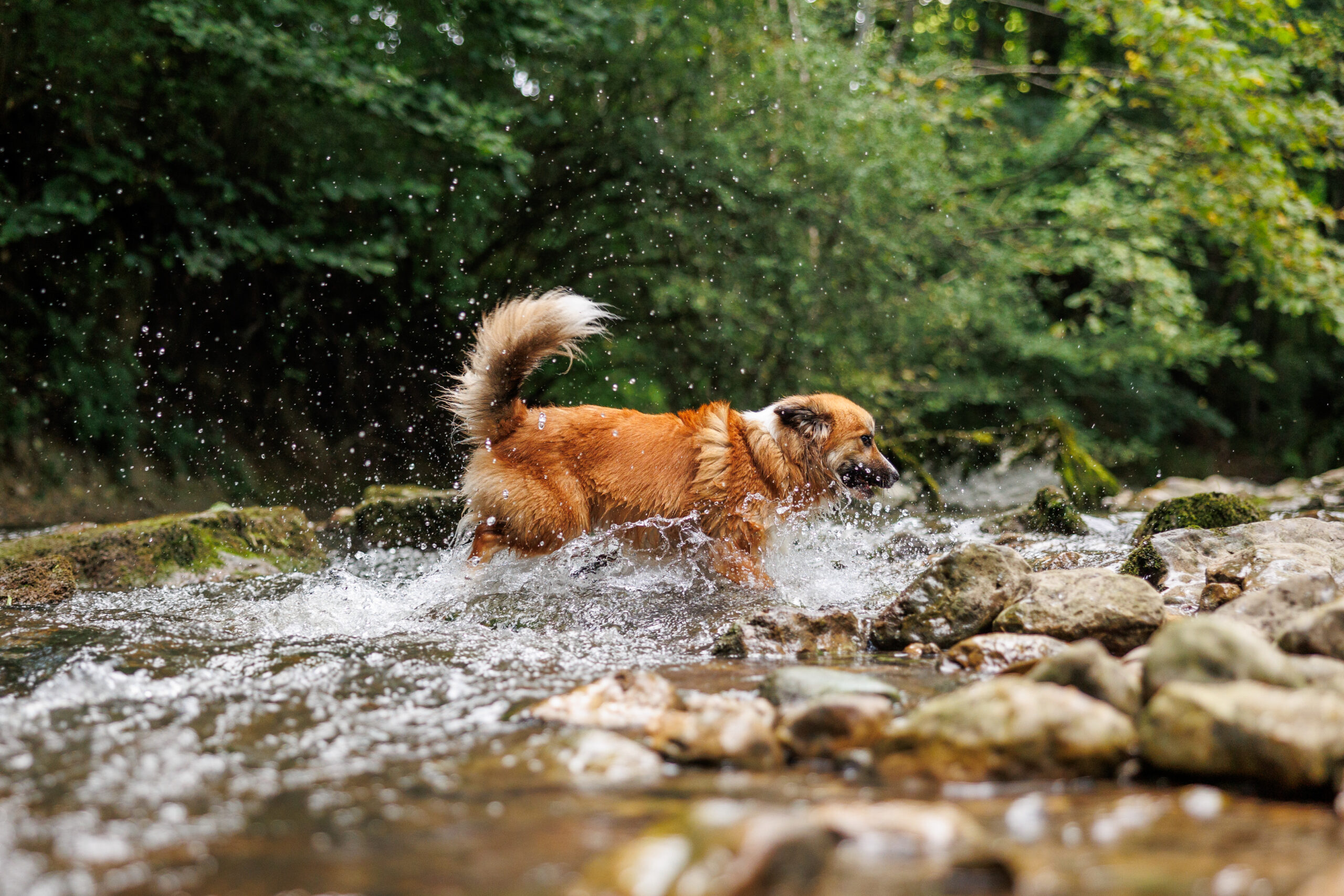 chien berger islandais qui marche dans une rivière suisse pendant sa séance photo