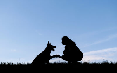 Quand faire une séance photo avec votre chien? Guide des saisons