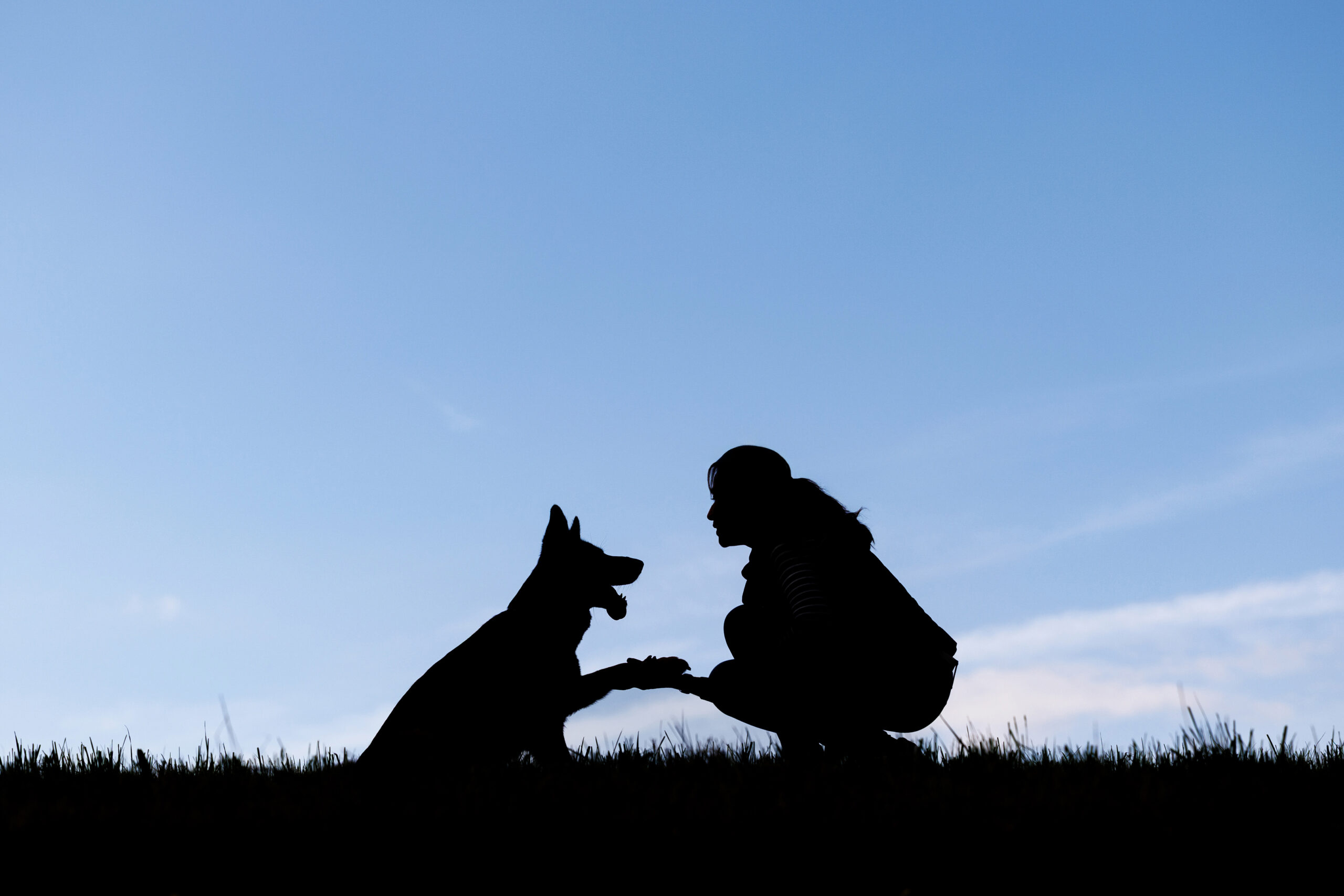 Silhouette d'un chien et son humaine qui se tiennent patte dans la main et se regardent.