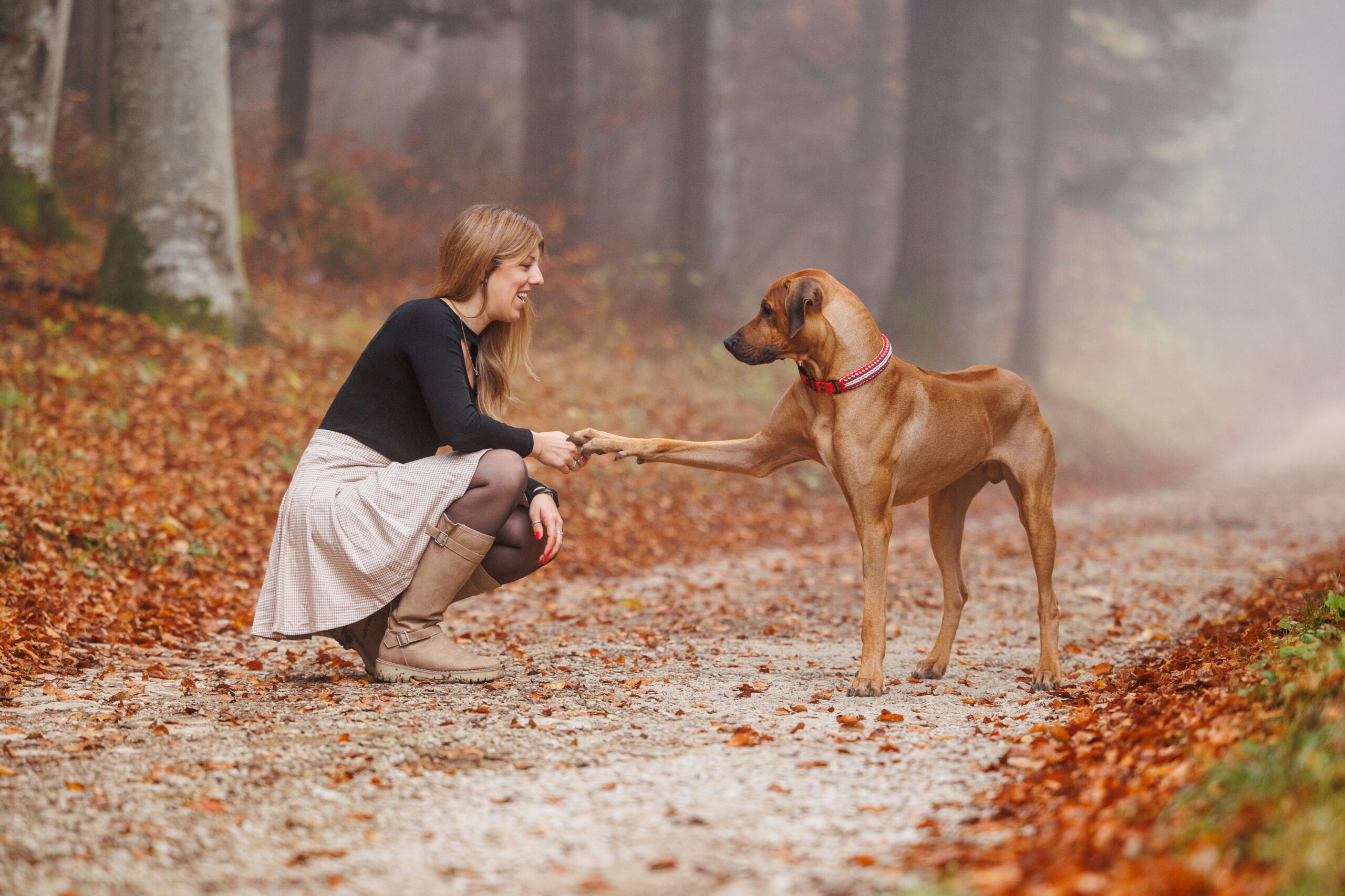 Chien Rodhesian Ridgeback qui donne la patte à son humaine dans une forêt en automne.