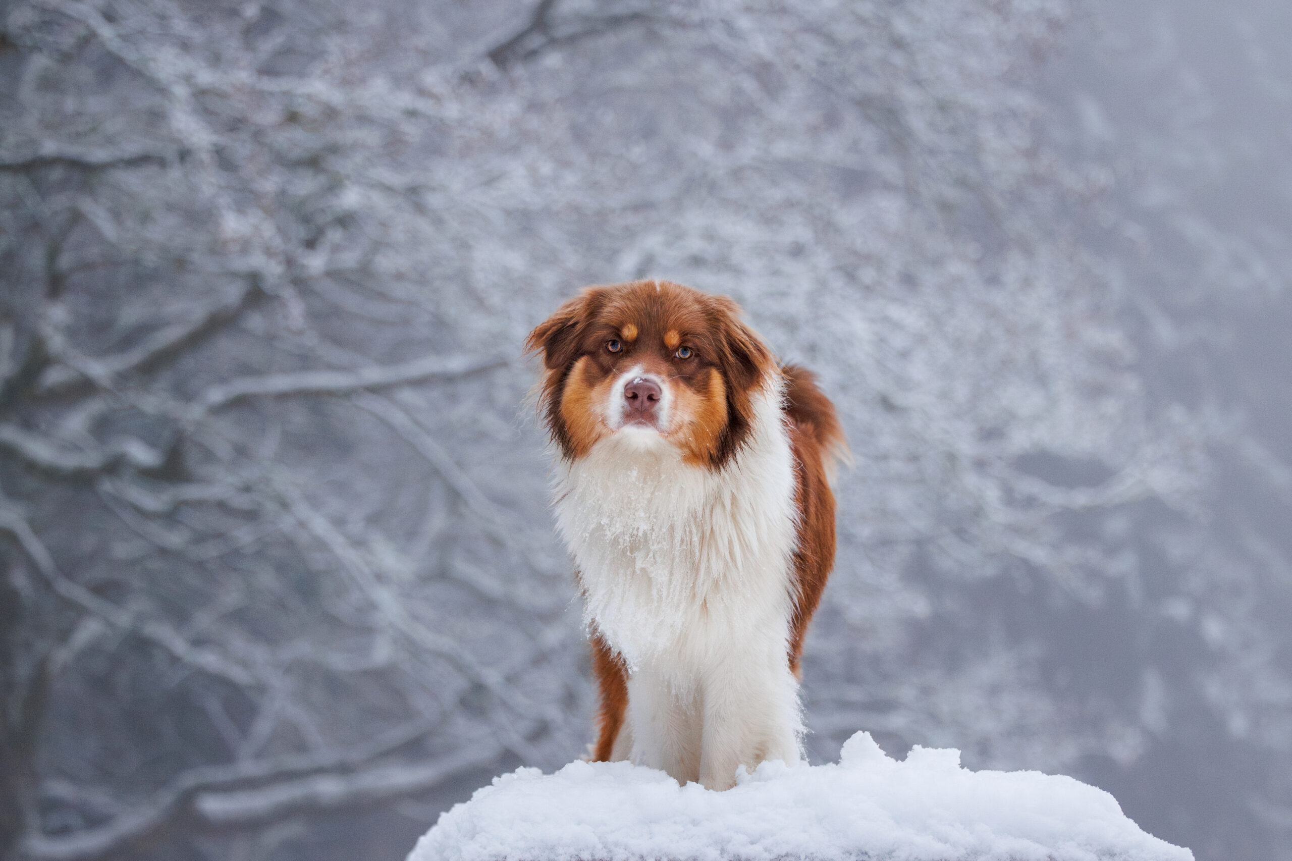 chien berger australien devant des arbres enneigés en suisse pendant sa séance photo.