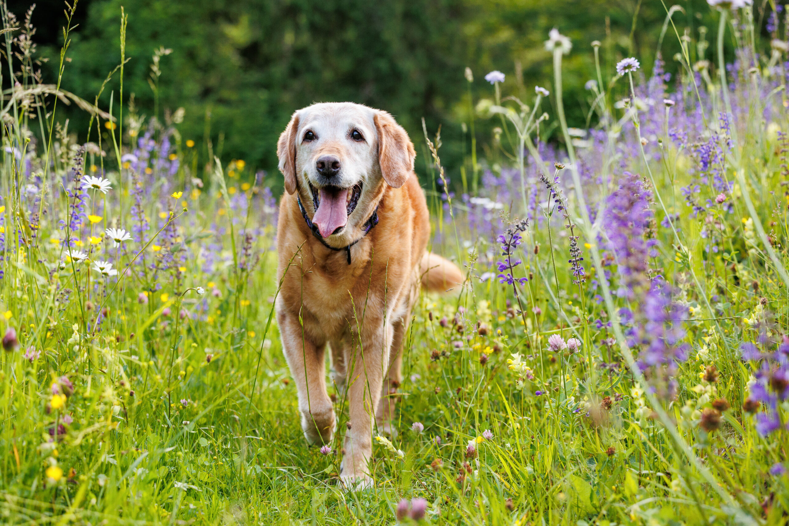 Chien labrador âgé qui marche sur un chemin bordé de fleurs violettes dans le canton de Neuchâtel. 