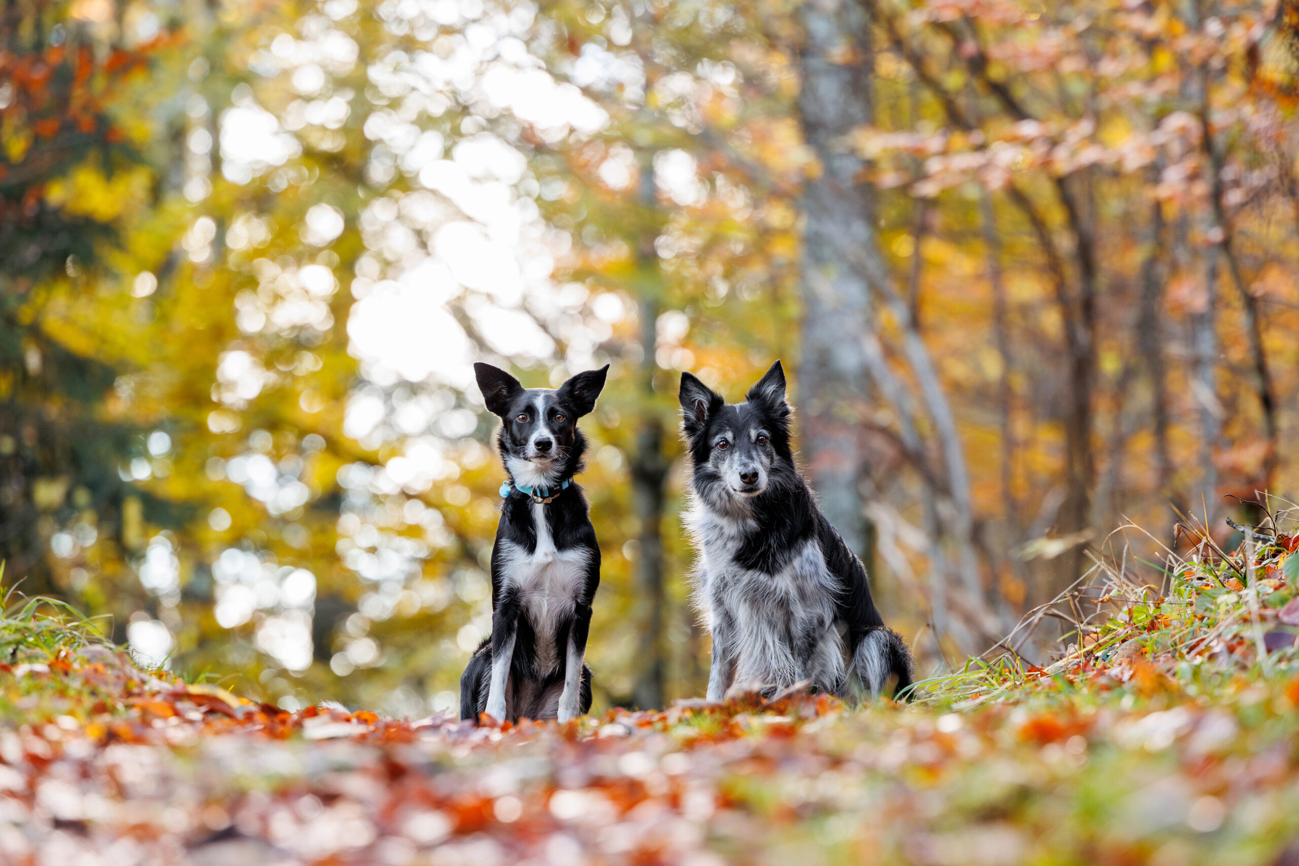 deux chiens border collie assis sur un chemin de forêt aux couleurs automnales.
