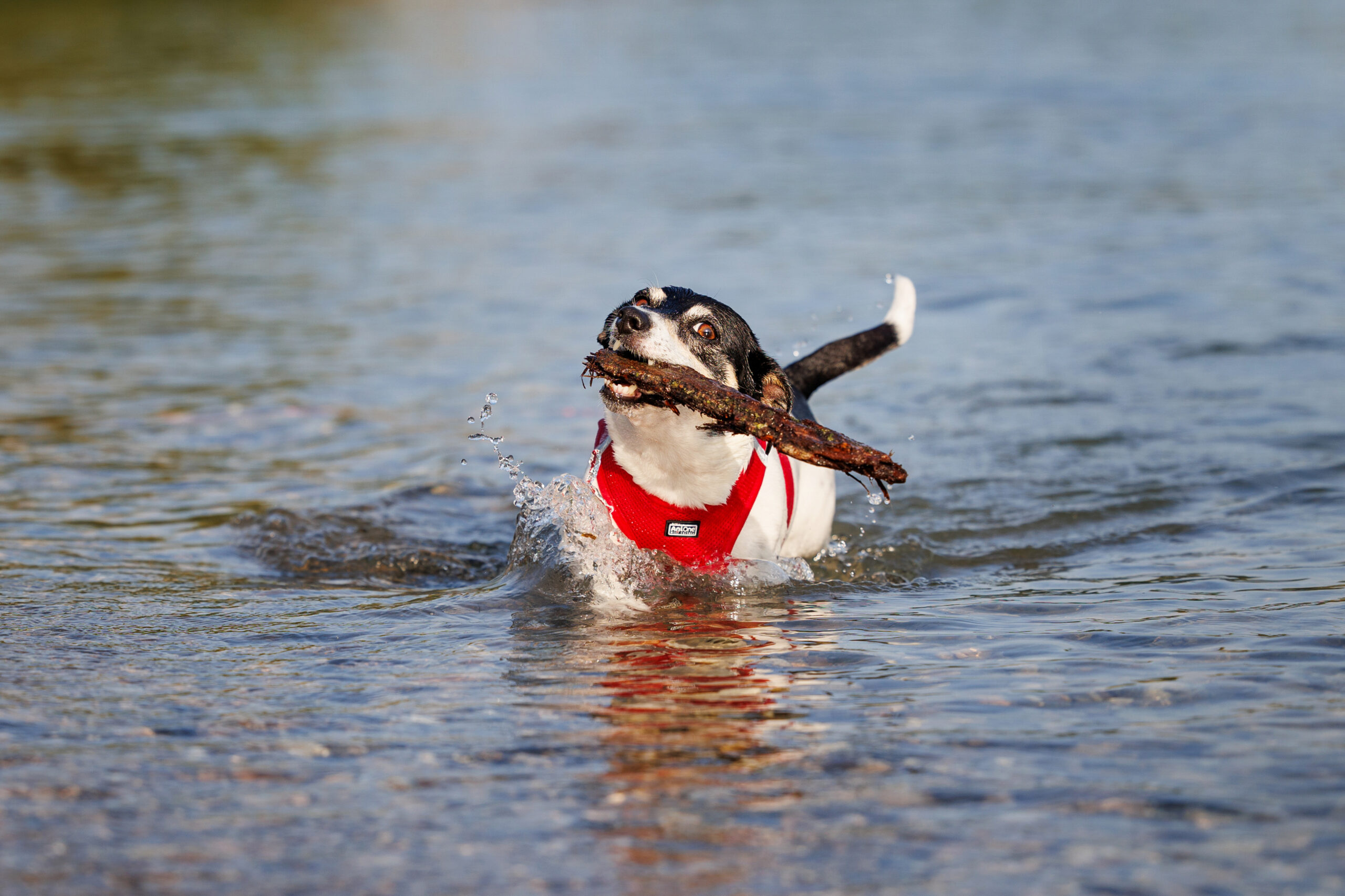 Chien jack russel qui ramène un bois au bord du lac de Neuchâtel pendant sa séance photo.